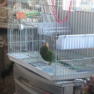 Meet your Posher, Misty